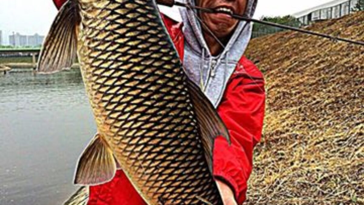 ケンヒーと言うコイ科の魚 - Fishman（フィッシュマン）