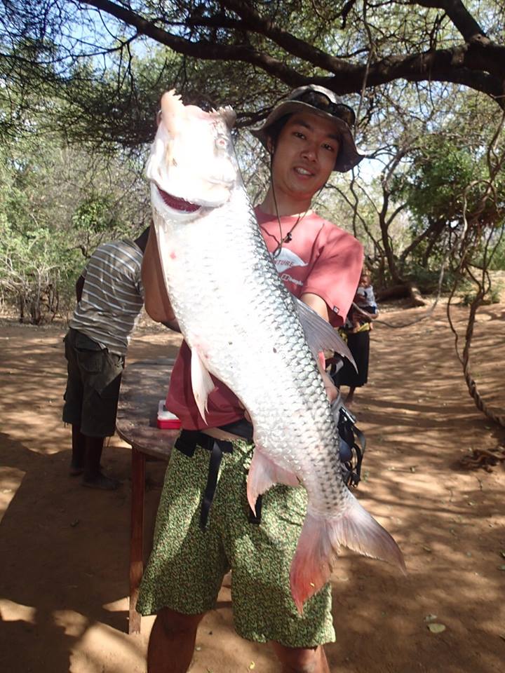 タイガーフィッシュ