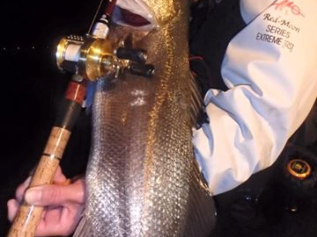 もちろん相棒は来年発売予定のBeams RIPLOUT 78M proto - Fishman