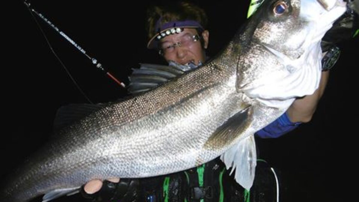 秋はランカーシーバス狙いの最大のチャンス - Fishman
