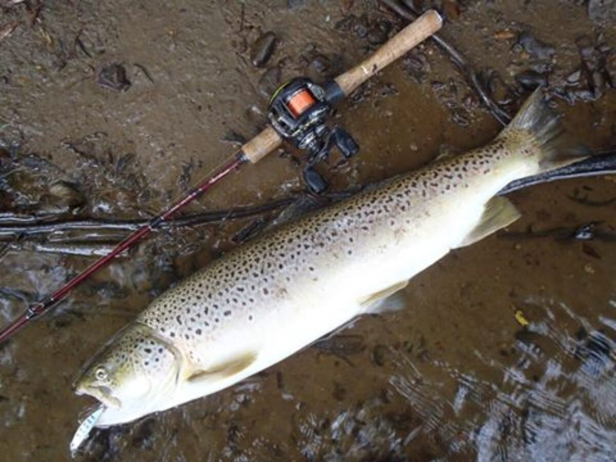 12573126_554884478010537_70349