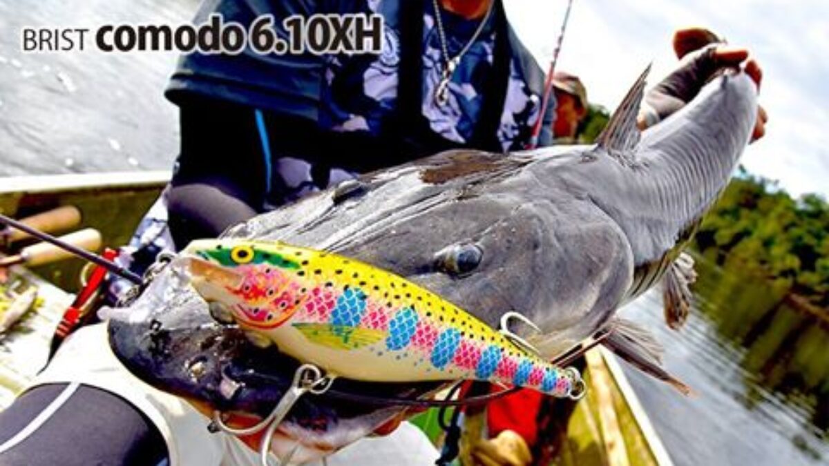 タイガーシャベルノーズ　（カラパリ）３３ｃｍ± Yahoo!オークション - 「タイガーシャベルノーズ」の落札相場・落札価格
