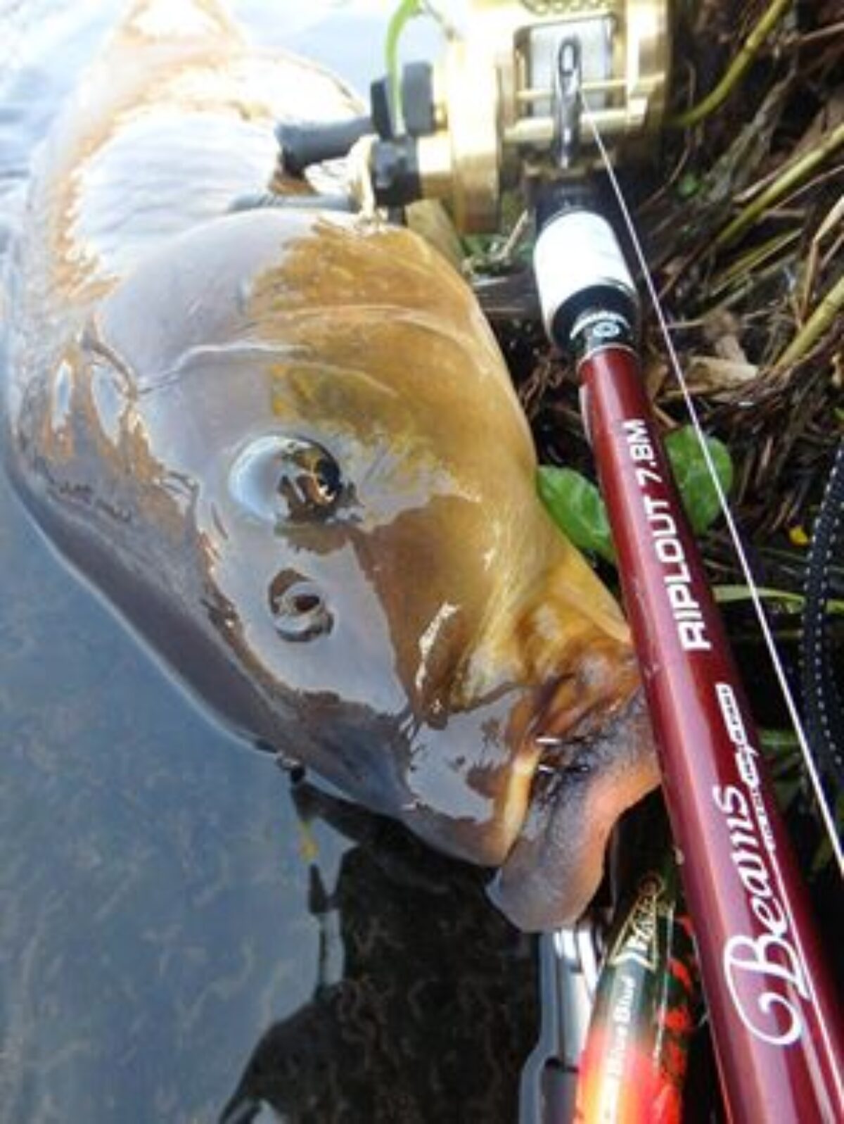 12801524_573270892838562_76450