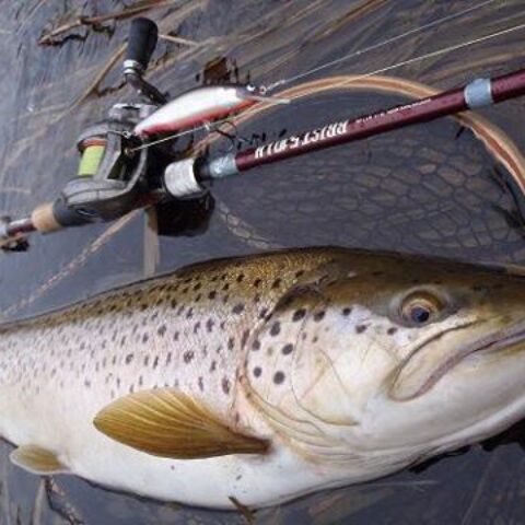 .Seaトラウトブローチ(ブラウントラウト/ウッド製)【１点物 】 2025年最新】#トラウトブローチ専門店の人気アイテム - メルカリ