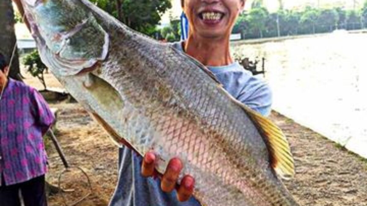 バラマンディ釣り堀に行ってきました - Fishman（フィッシュマン）