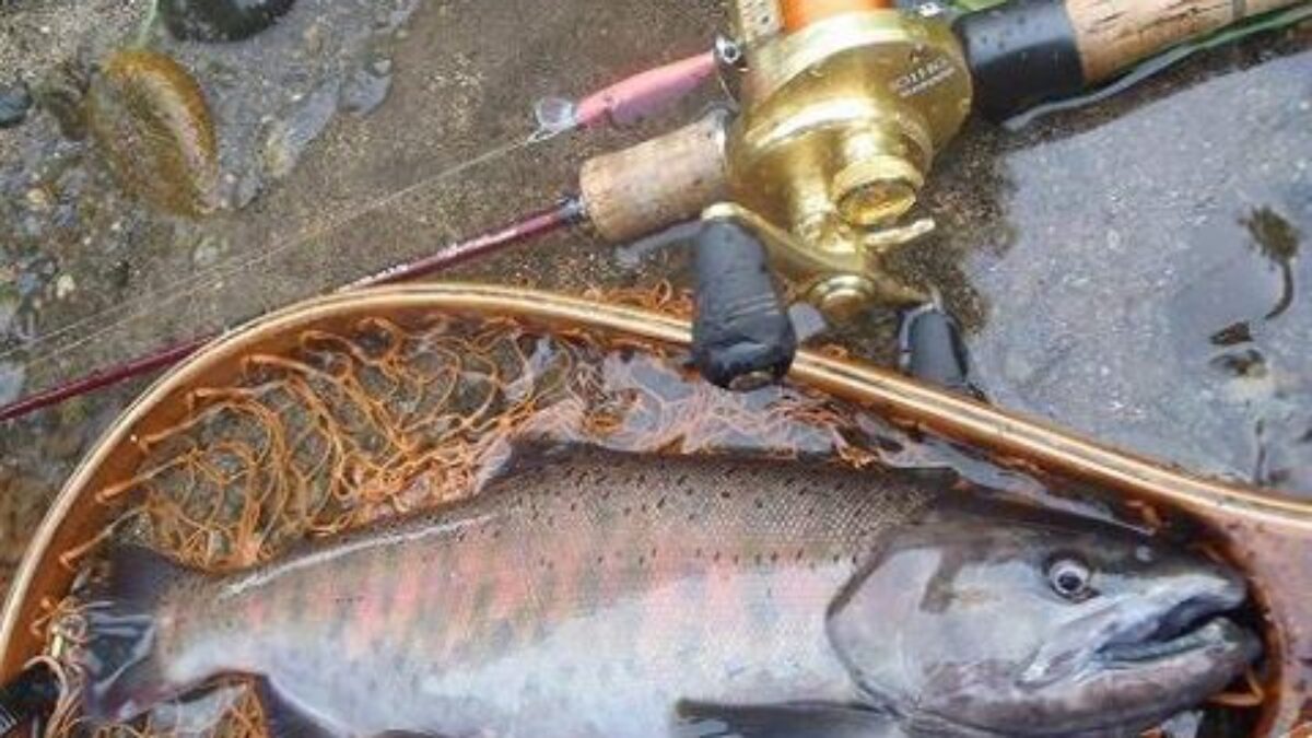 シマノ 秘宝 樹海 十三　★ 岩魚、ヤマメ、アマゴ、虹鱒に最適。 シマノ 秘宝 樹海 十三 ☆ 岩魚、ヤマメ、アマゴ、虹鱒に最適