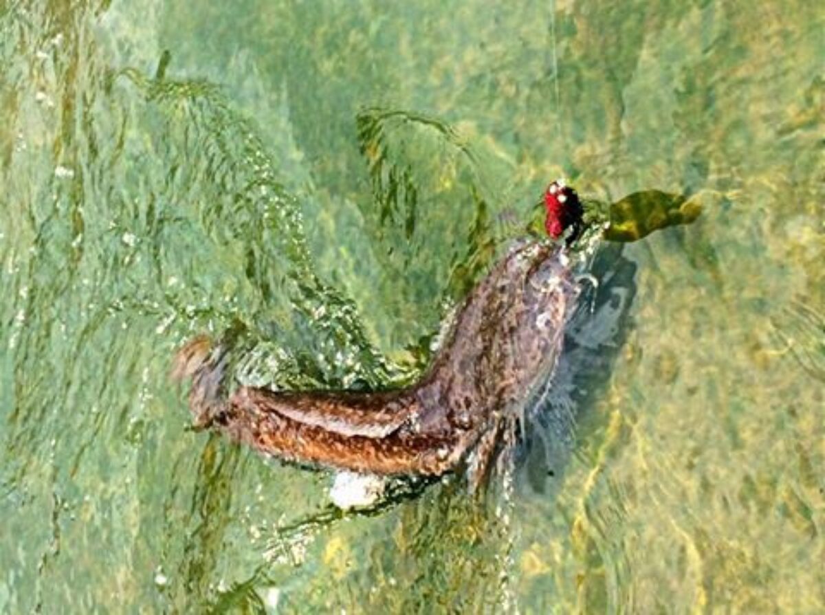 13321712_613121558853495_84844