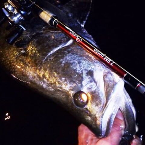 13614966_631146373717680_56829