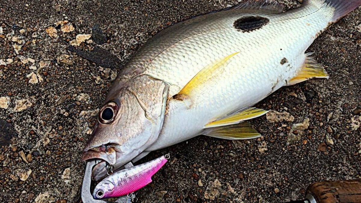 ビームス　70 L フィッシュマン　ベイト　ロッド　ナナマル　fishman 今回は後続のFishmanロッドに強い遺伝子を残したナナマルでの釣行