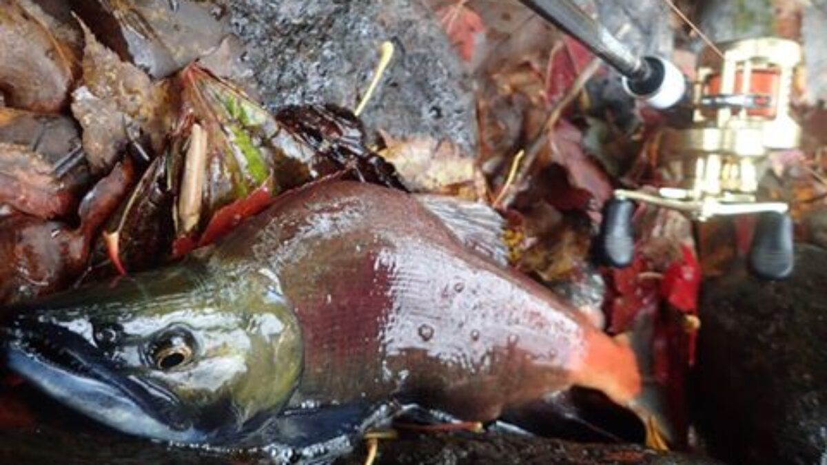 14955783_689025234596460_70954