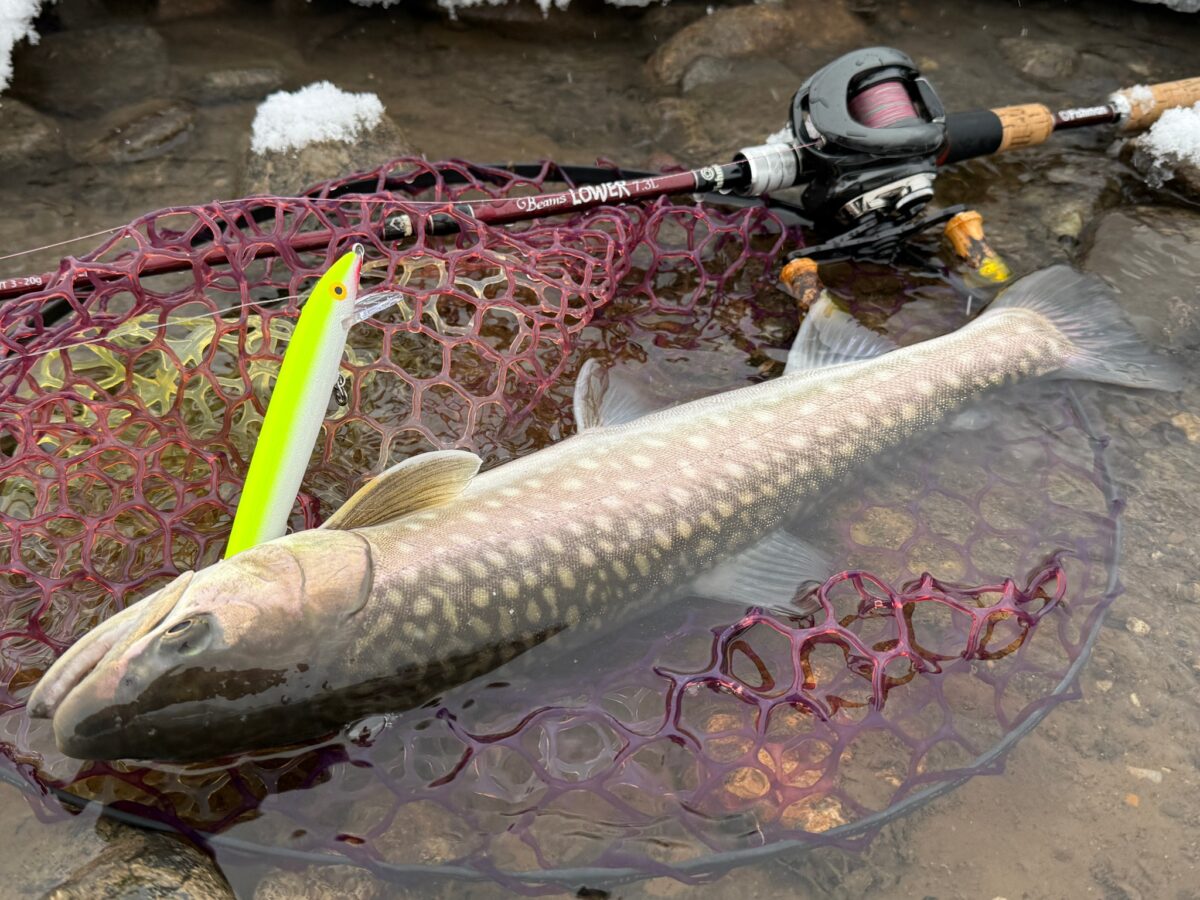 貴重なバイトを絡めとる1本 - Fishman（フィッシュマン）