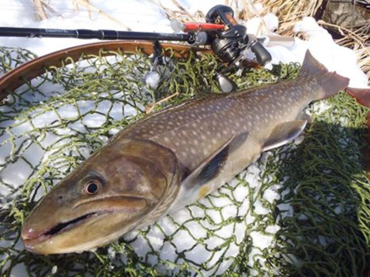 なんと59センチの大岩魚を釣り上げてしまいました - Fishman