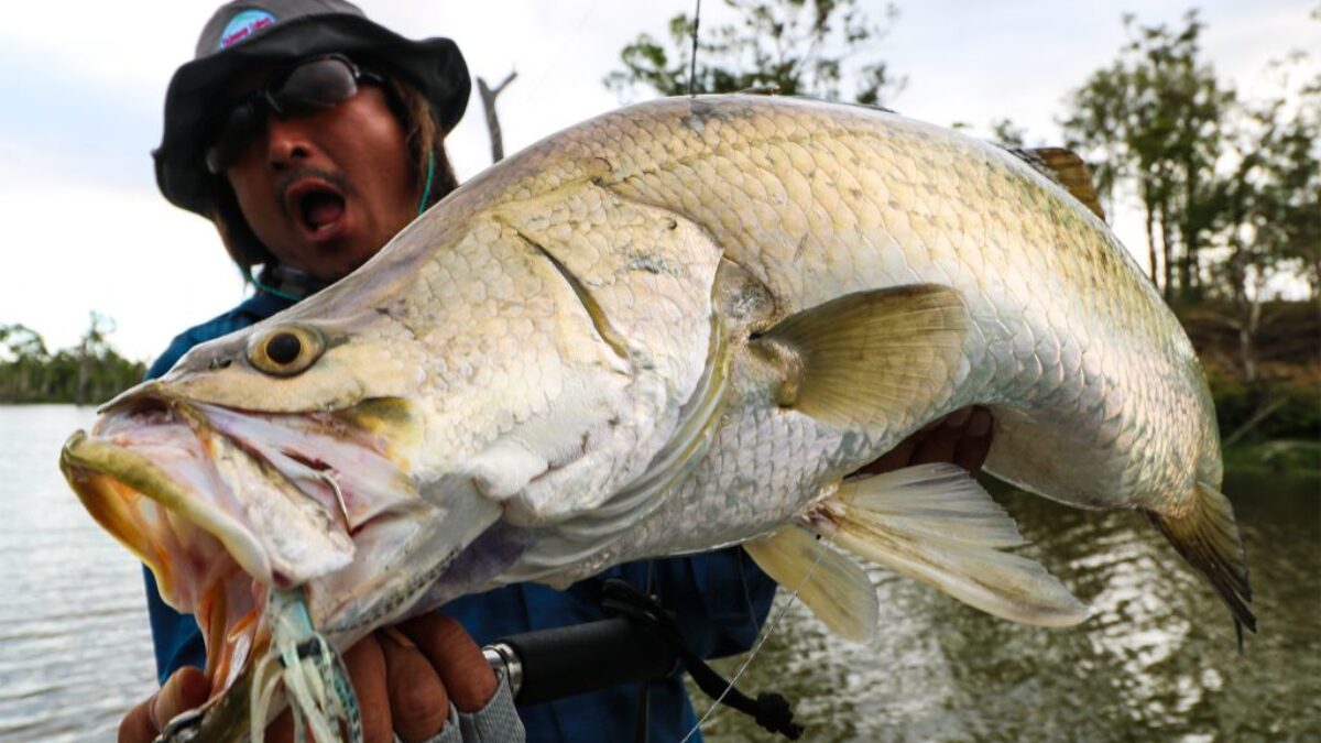 オーストラリアバラマンディ（±25センチ） 1711141-1024x646-1-1200x675.jpg