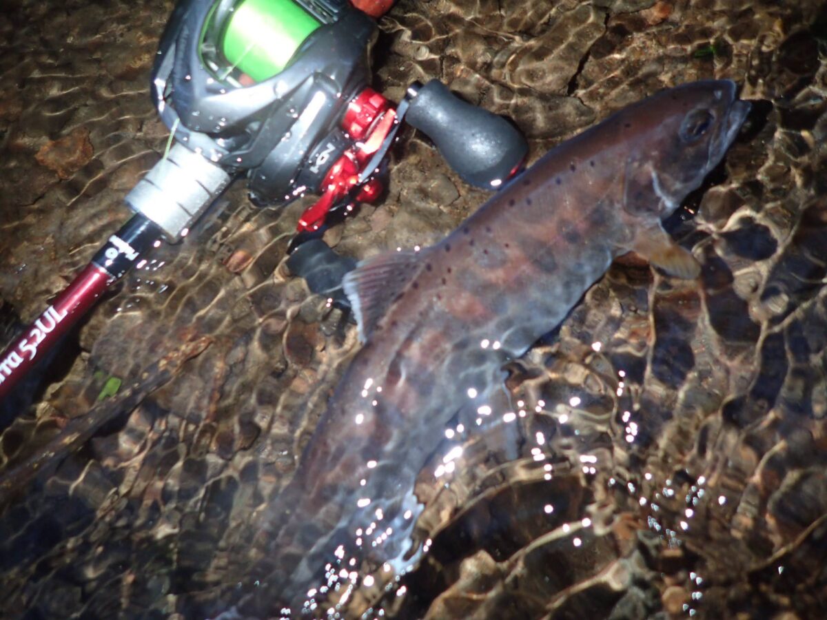 やまめページ ヤマメ・アマゴ アーカイブ - Fishman（フィッシュマン）