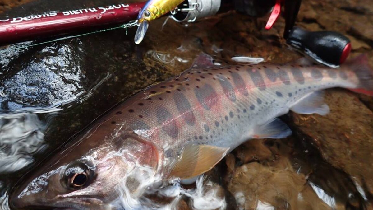 湖や本流トラウト/イトウ/シーバスに 未使用ABU Cardinal 155 湖や本流トラウト/イトウ/シーバスに 未使用ABU Cardinal 155 リール