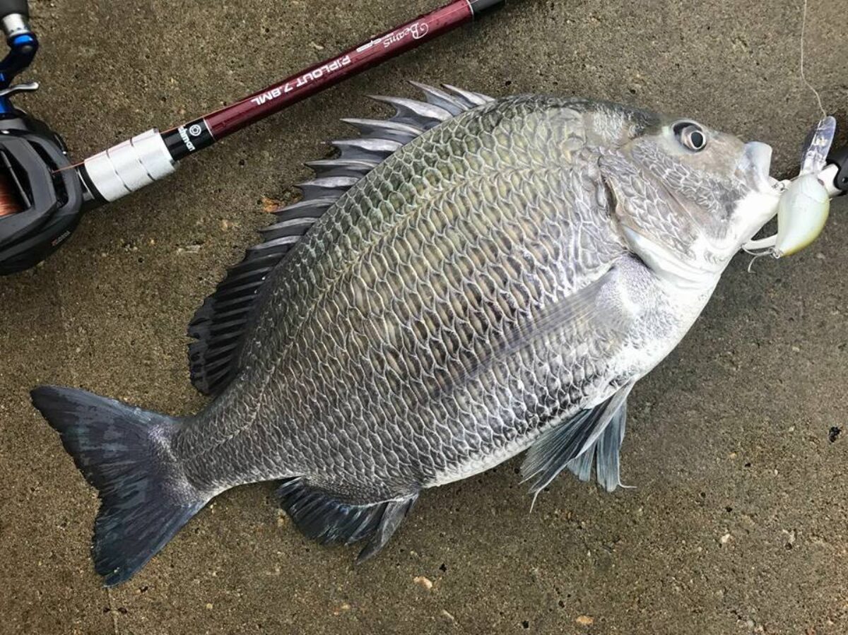 今回もリプラウトでチヌ狙い。 - Fishman（フィッシュマン）