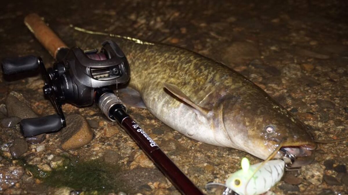 プロトの8.3L＋を持って家から5分のリバーでナマズ - Fishman
