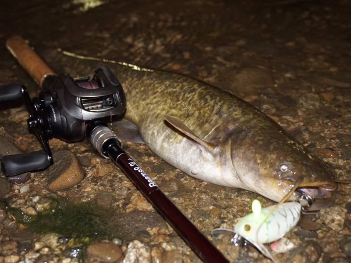 プロトの8.3L＋を持って家から5分のリバーでナマズ - Fishman