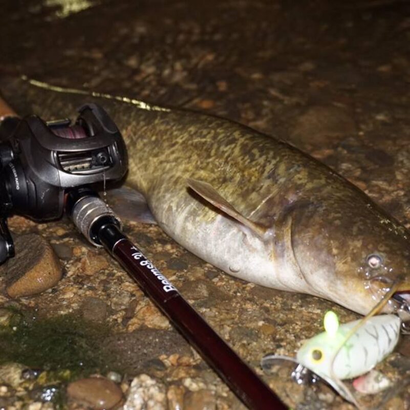 プロトの8.3L＋を持って家から5分のリバーでナマズ - Fishman