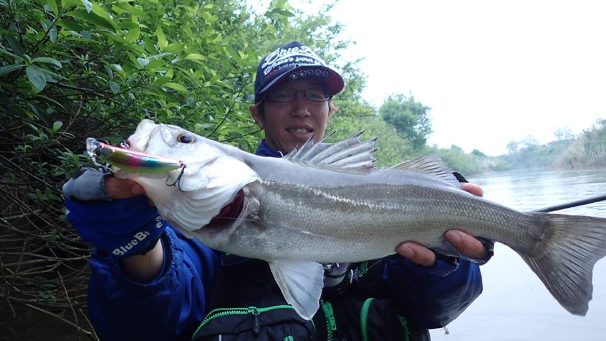 18485667_797277880437861_53491