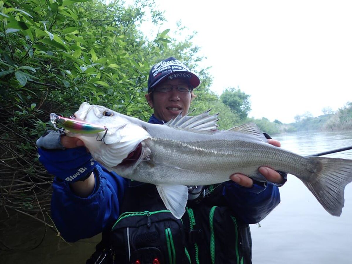 18485667_797277880437861_53491