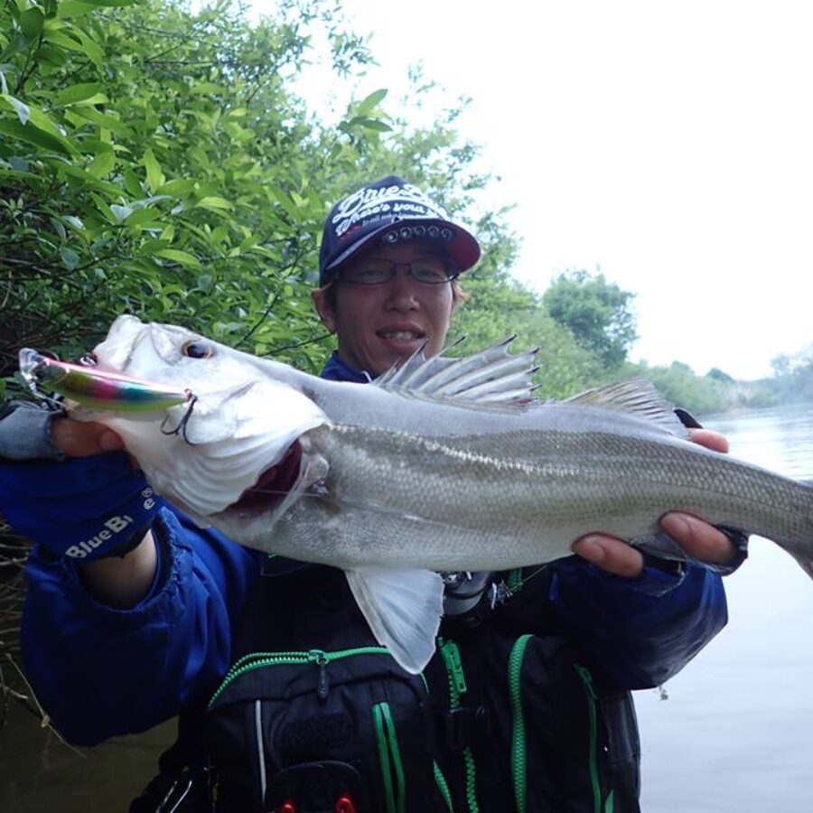 18485667_797277880437861_53491