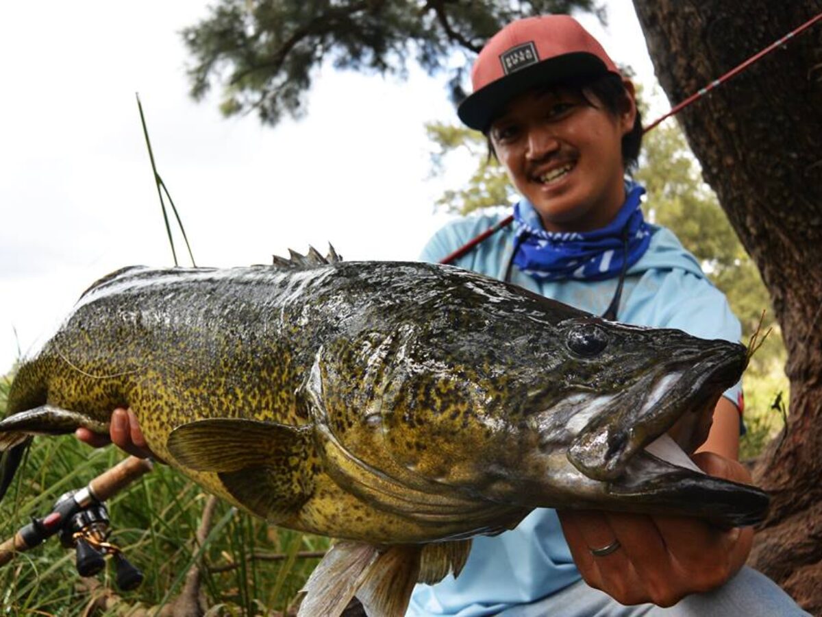 BEAMS 710 で獲った80cmのワイルドリバーマーレーコッド - Fishman