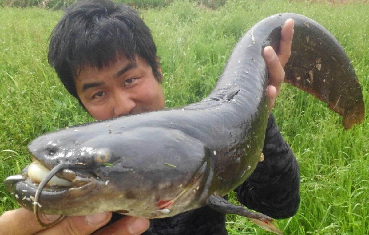 大型個体 - Fishman（フィッシュマン）