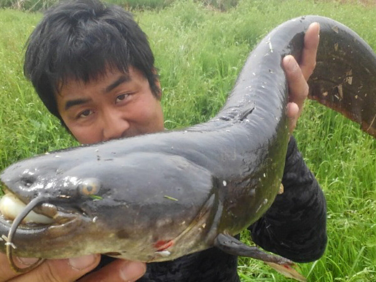 Bagrids, Hillstream, and other Catfishes of Asia - By Steven