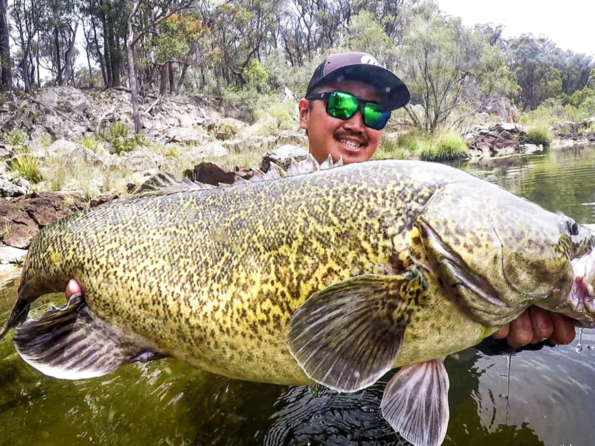 ワイルドリバーマーレーコッド - Fishman（フィッシュマン）