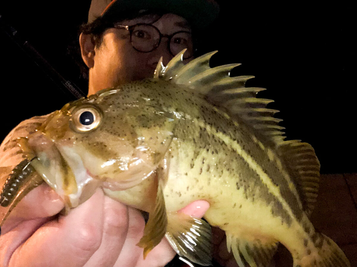今年はこれで真鯛の記録更新を狙います - Fishman（フィッシュマン）