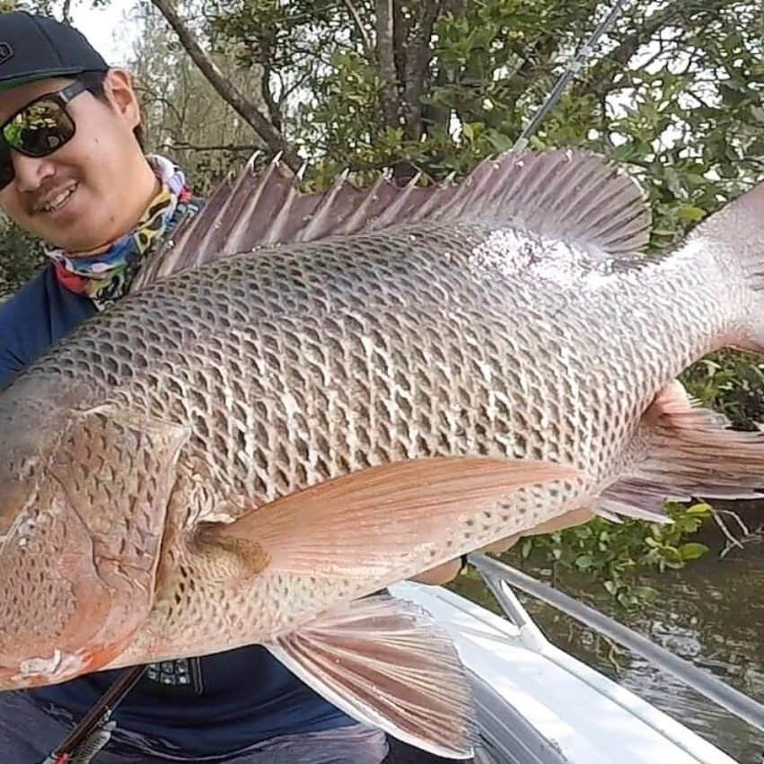 スキッピングで狙うマングローブジャック - Fishman（フィッシュマン）