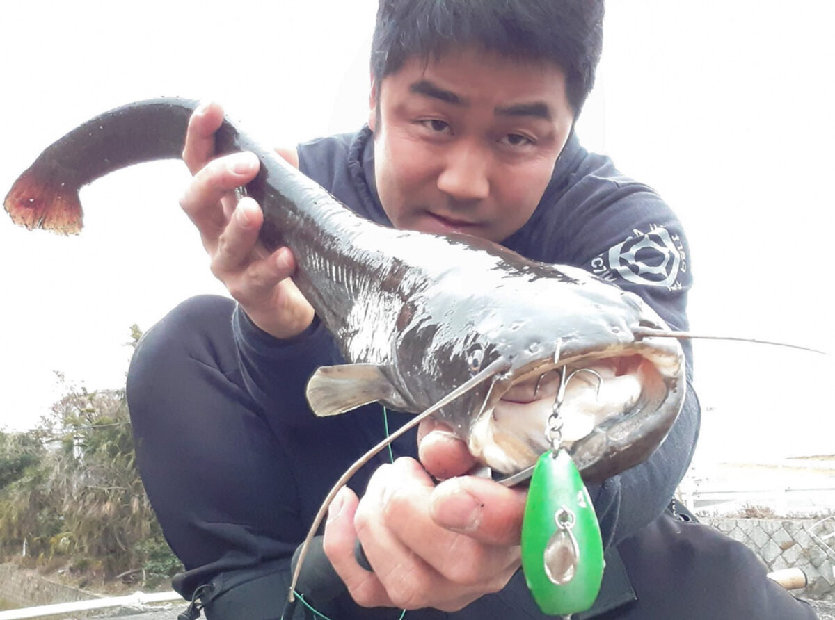 気温上昇で鯰もワッショイ - Fishman（フィッシュマン）