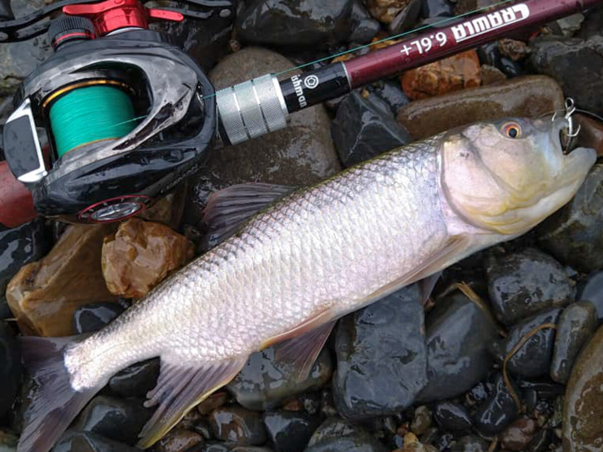 ザウルス　サクラマス ベイトロッド Yahoo!オークション - サクラマスに SAURUS BORON TROUT SPIN