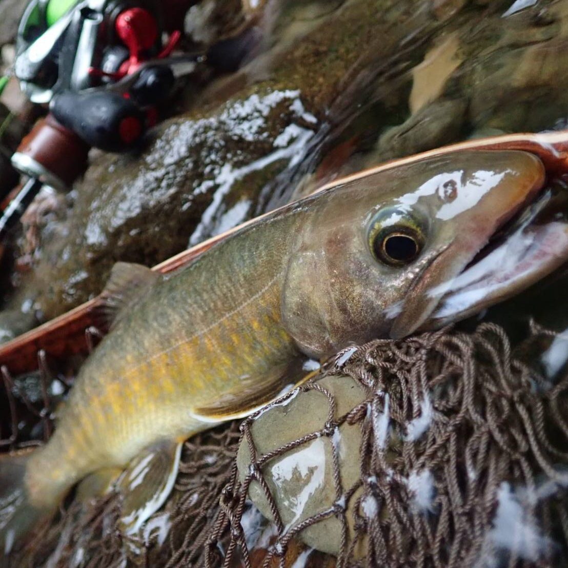Fishmanショートロッド動画特集 - Fishman（フィッシュマン）