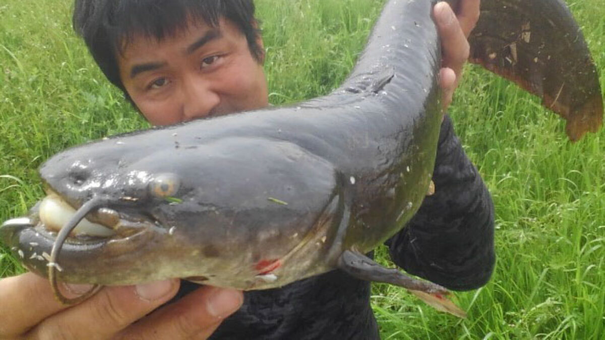 楽天市場】釣り竿 フィッシャーマン トラウト ナマズ