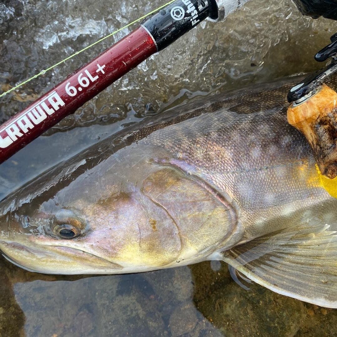 フィッシュマン　ビームス　クローラ6.6L＋ Fishman Beams CRAWLA 6.6L+（ビームス クローラ6.6エルプラス