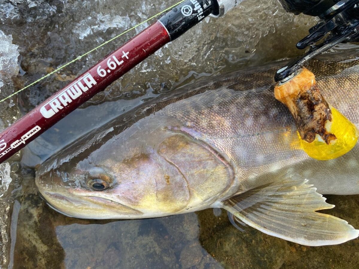 フィッシュマン　ビームス クローラ6.6L+ Beams CRAWLA6.6L+ 本日6月6日は…欲張りロッド「Beams CRAWLA 6.6L＋（ビームス クローラ