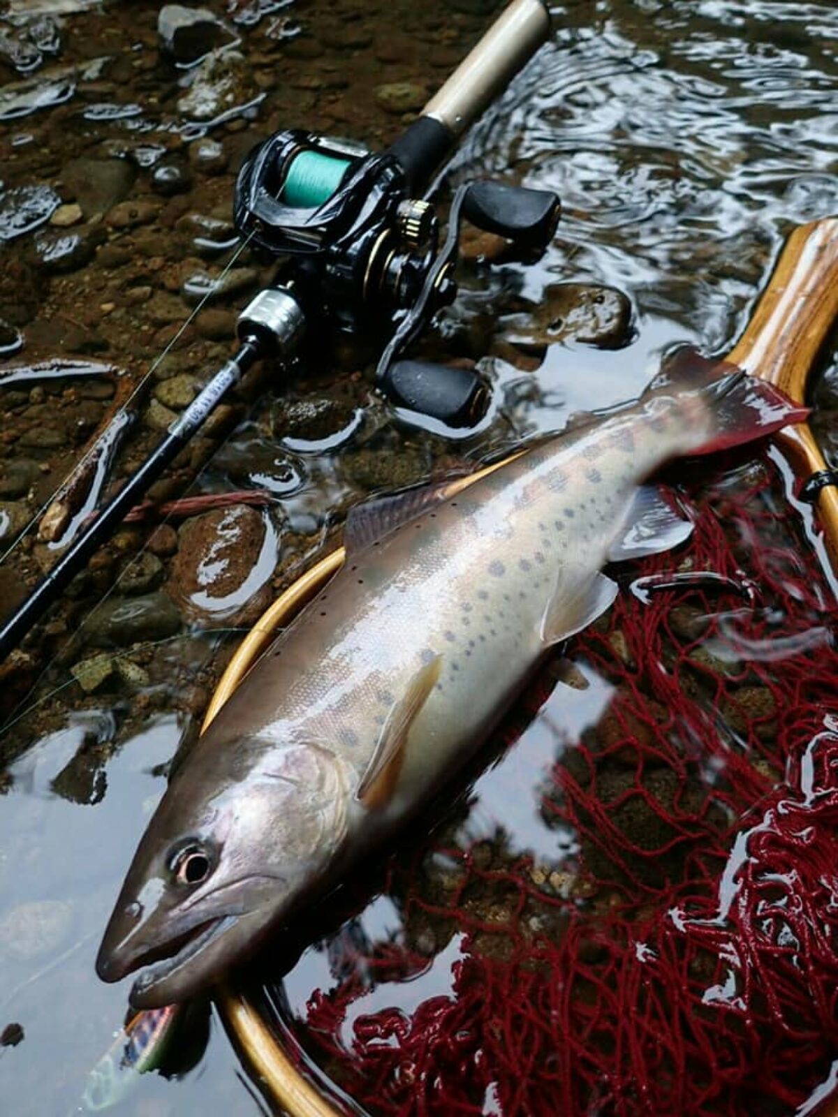 21462491_863567820475533_51420