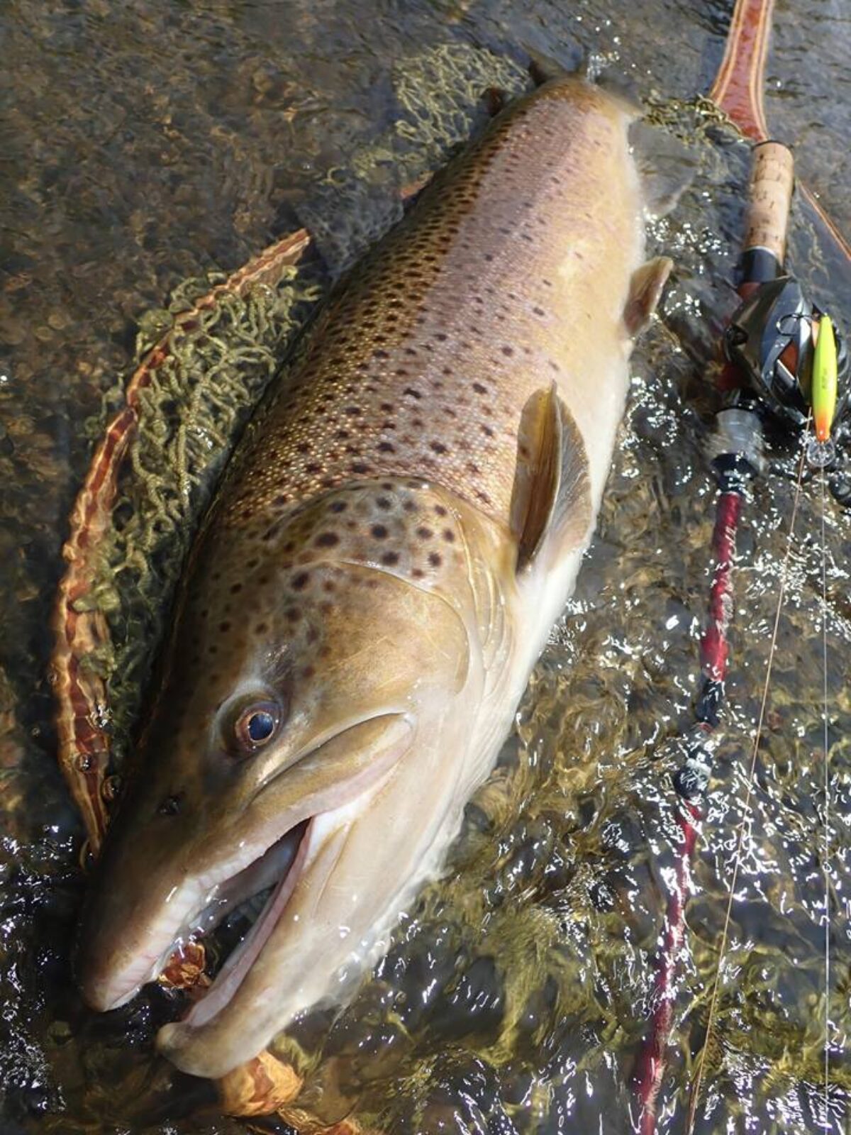 トラウト　スプーン　「イマージュ　エリアピクシー　レイピア」「ウルトラベスパ」他 トラウト スプーン 「イマージュ エリアピクシー レイピア