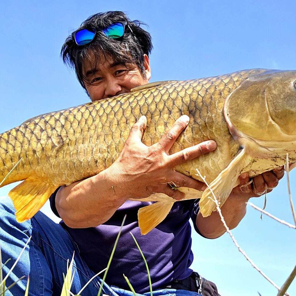 フィッシュ Purpleshinersq.jpg?v=