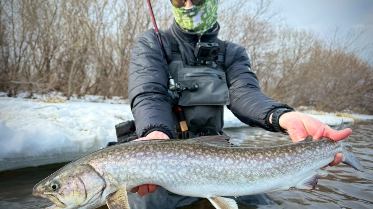 本日夜7時ぐらいまで　Fishman Beams LOWER8.6L 貴重なバイトをモノにするBeams LOWER8.6L - Fishman（フィッシュマン）