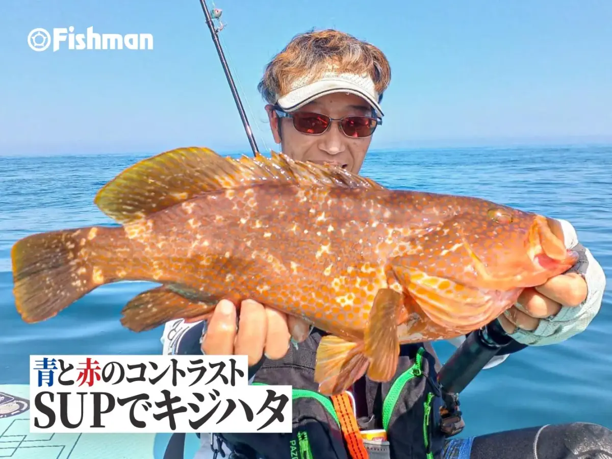 青と赤のコントラスト、夏の風物詩！ - Fishman（フィッシュマン）