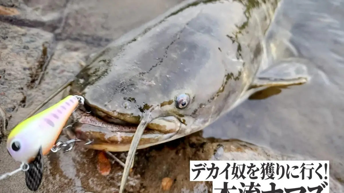 狙って獲りに行くおもしろさ。ナマズの本流ゲーム - Fishman