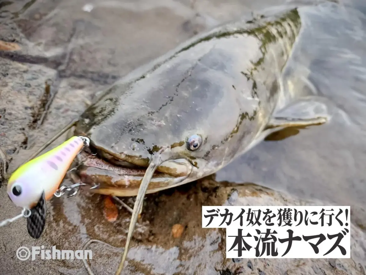 狙って獲りに行くおもしろさ。ナマズの本流ゲーム - Fishman