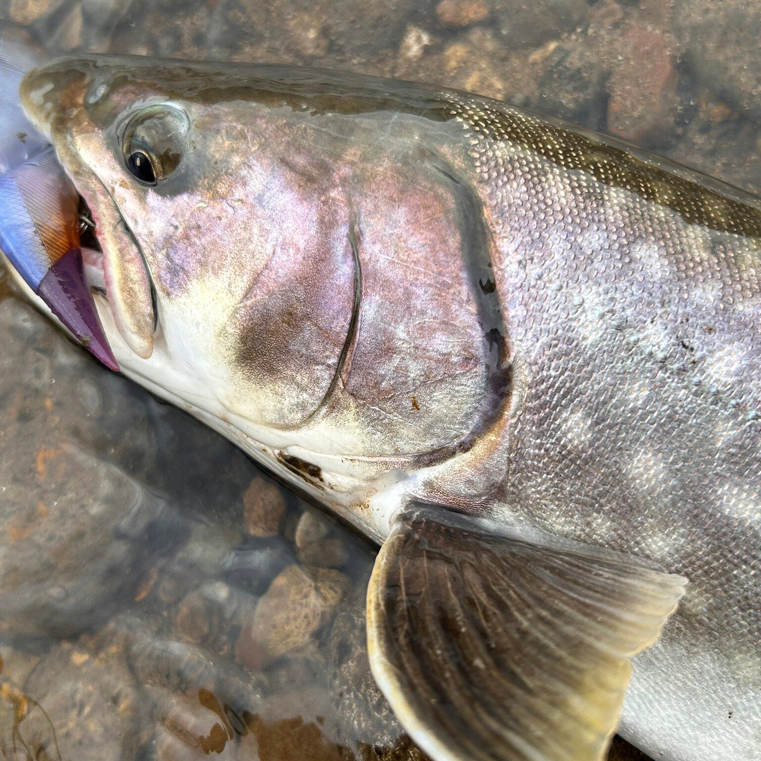 トラウトにも効く魅惑のビッグベイト - Fishman（フィッシュマン）
