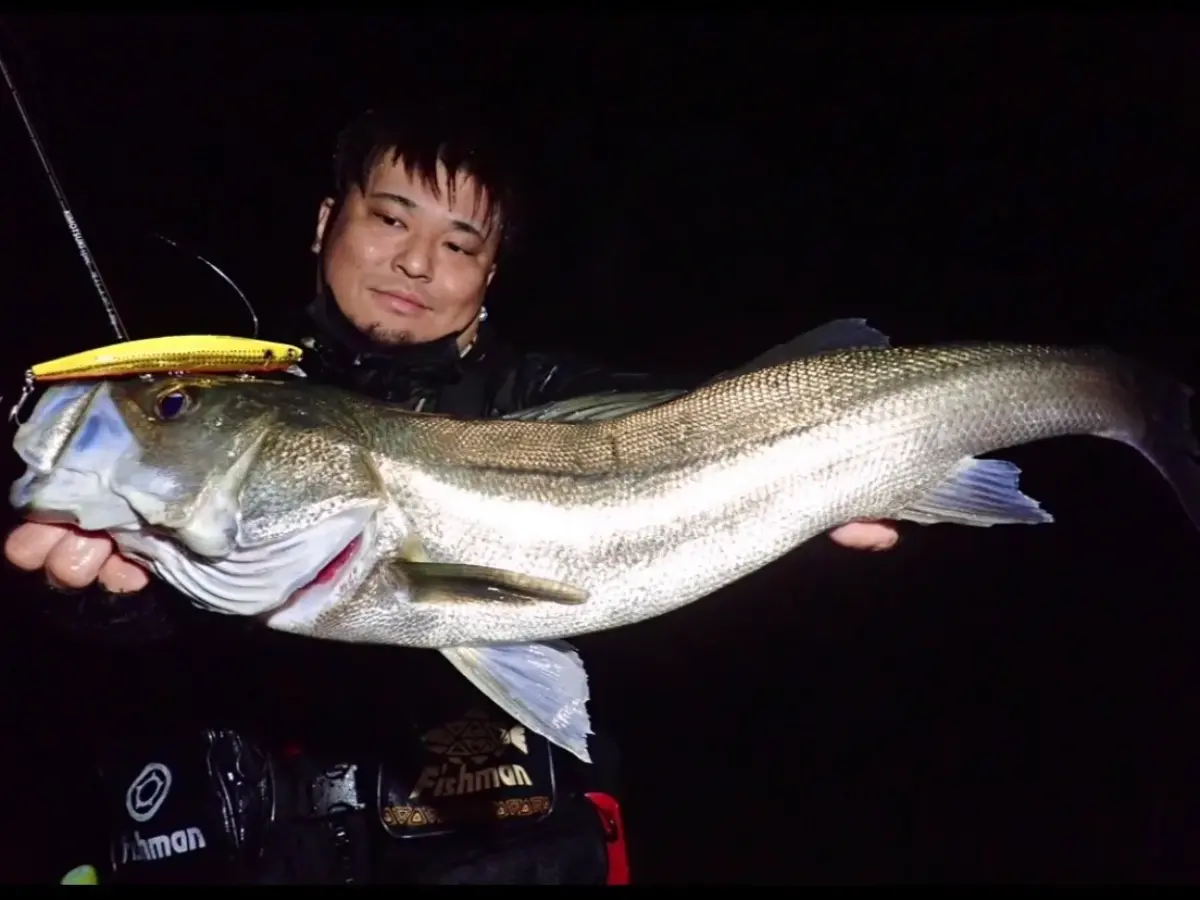 FISHMAN フィッシュマン ピエゾ C200CE チェロ・コンサート Amazon | FISHMAN フィッシュマン ピエゾ C200CE チェロ・コンサート