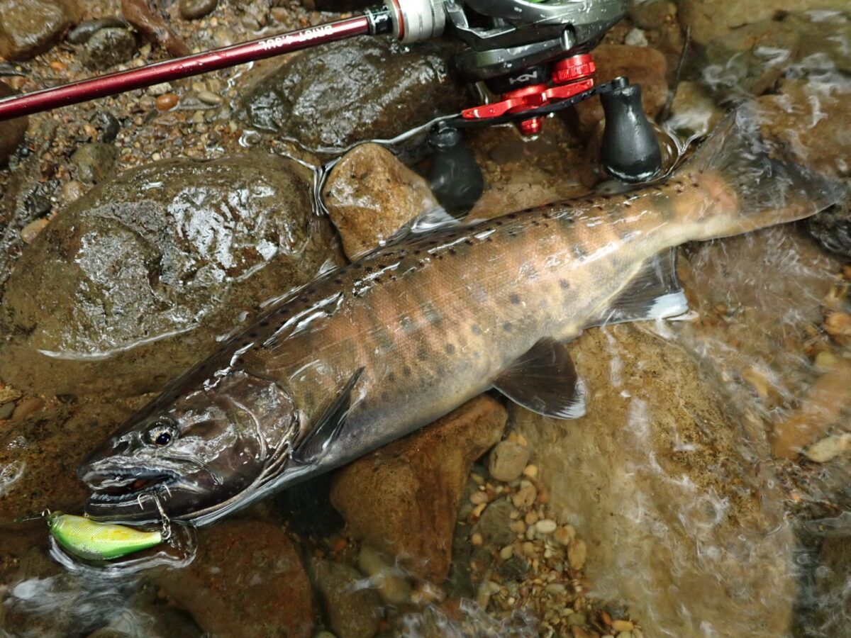 泣いても笑っても、遂に渓流最終日 - Fishman（フィッシュマン）