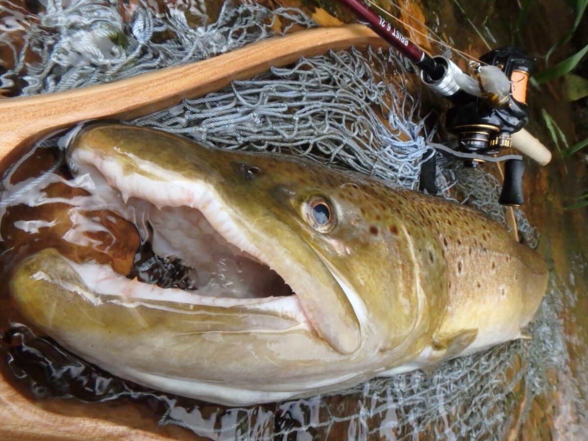 .Seaトラウトブローチ(ブラウントラウト/ウッド製)【１点物 】 sk-sk_blowntrout_090810_144629.jpg
