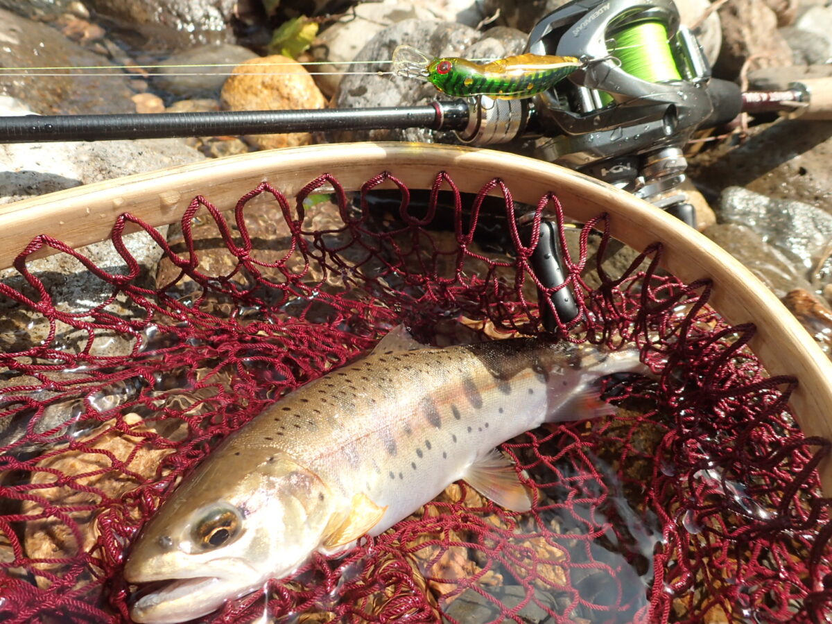 渓流ベイトのテレスコ『Beams Xpan4.3LTS』を使って来ました